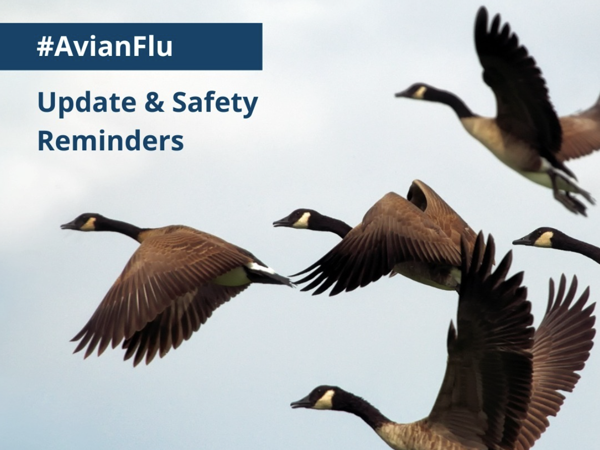 Local Health Agencies and Animal Services React to Avian Flu Outbreak
